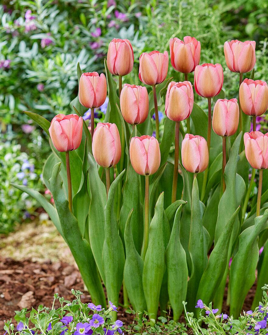 Tulipa Pink Impression