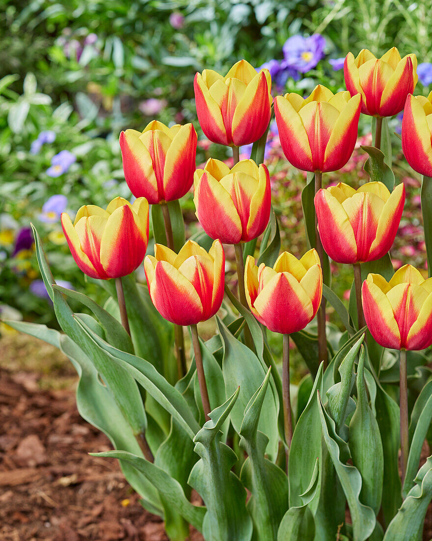 Tulpe (Tulipa) 'Jan Seignette'