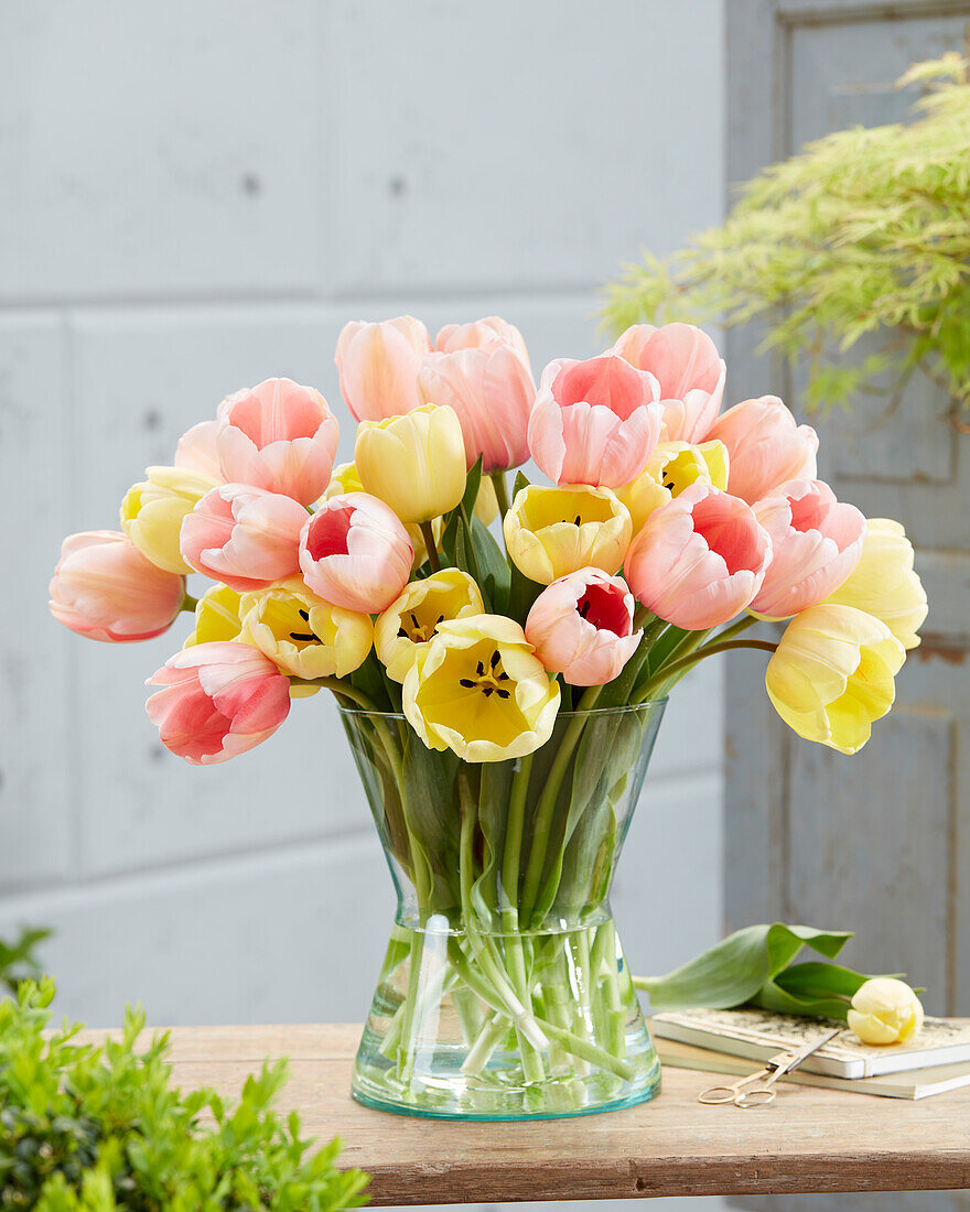 Tulipa Ivory Floradale,Pink Impression