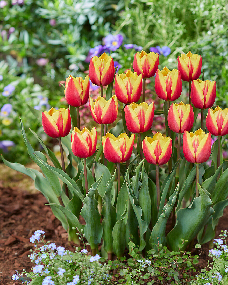 Tulipa Jan Seignette