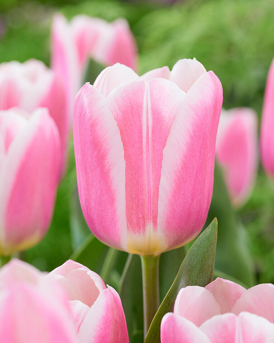 Tulpe (Tulipa) 'Mandy's Choice'