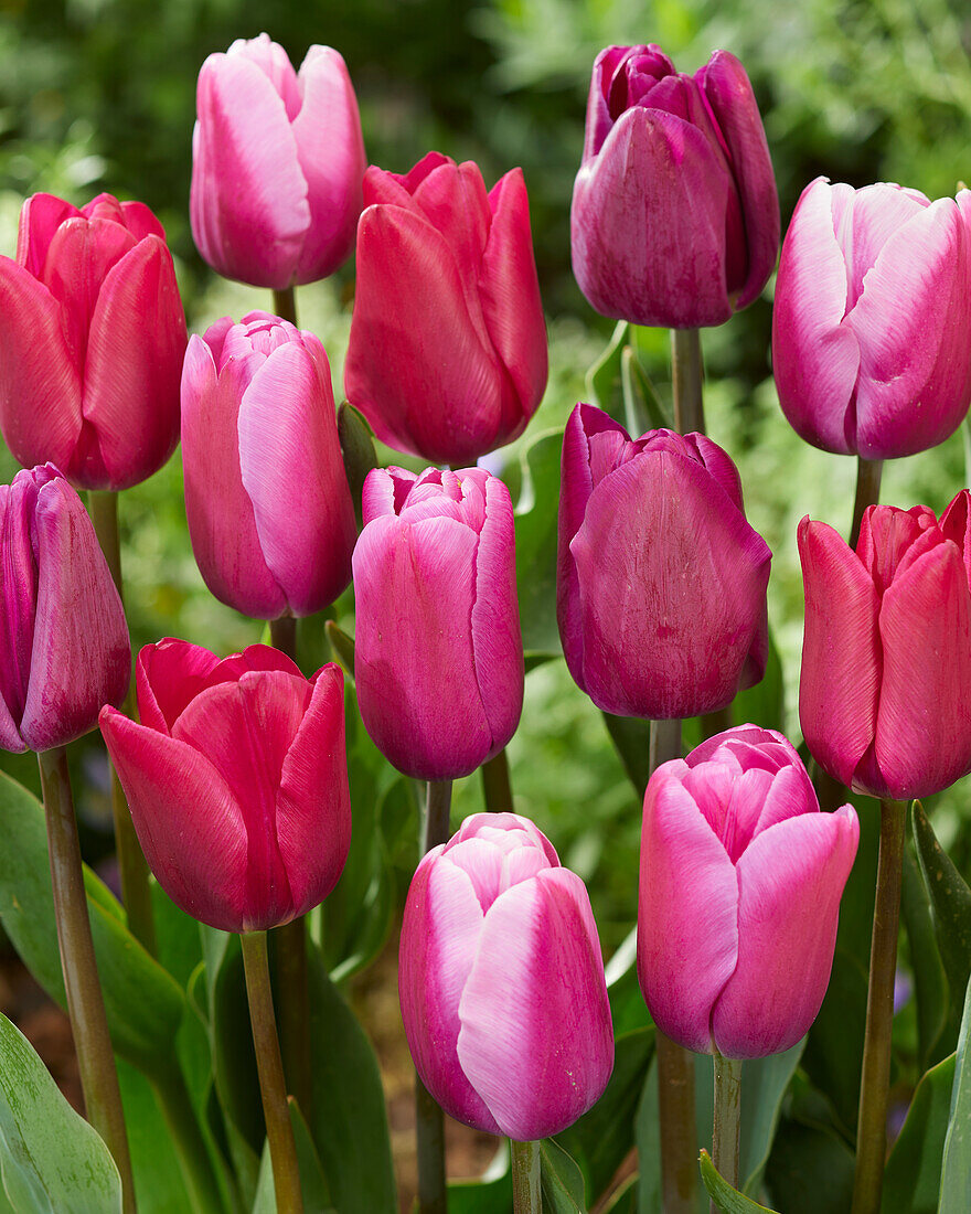 Tulpe (Tulipa) 'Triumph', Mischung