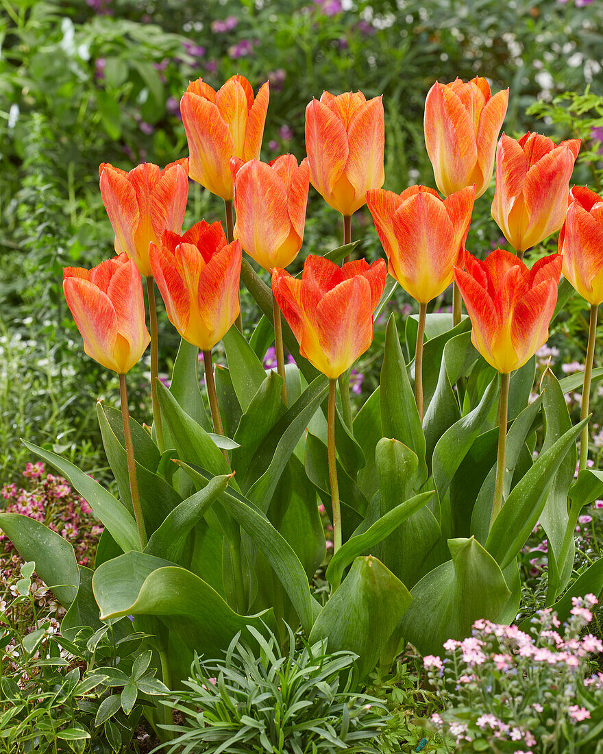 Tulpe (Tulipa) 'Flaming 8'