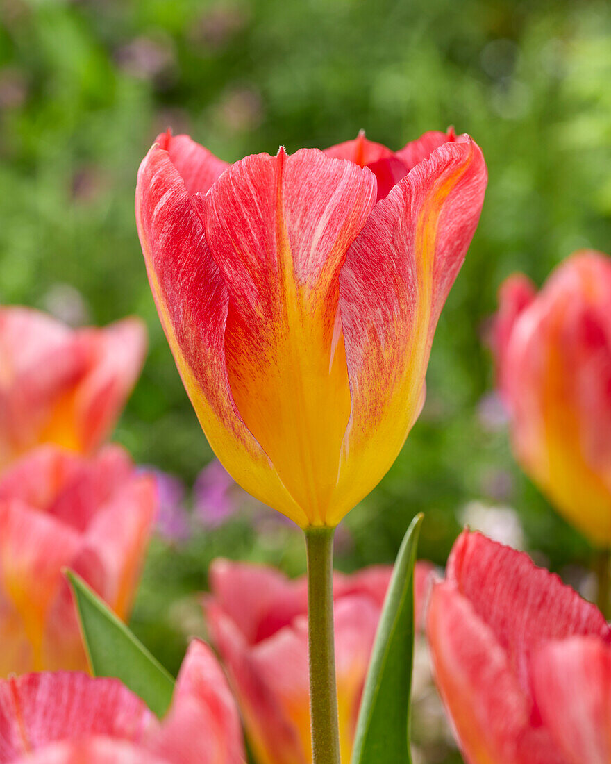 Tulpe (Tulipa) 'Flaming 2'