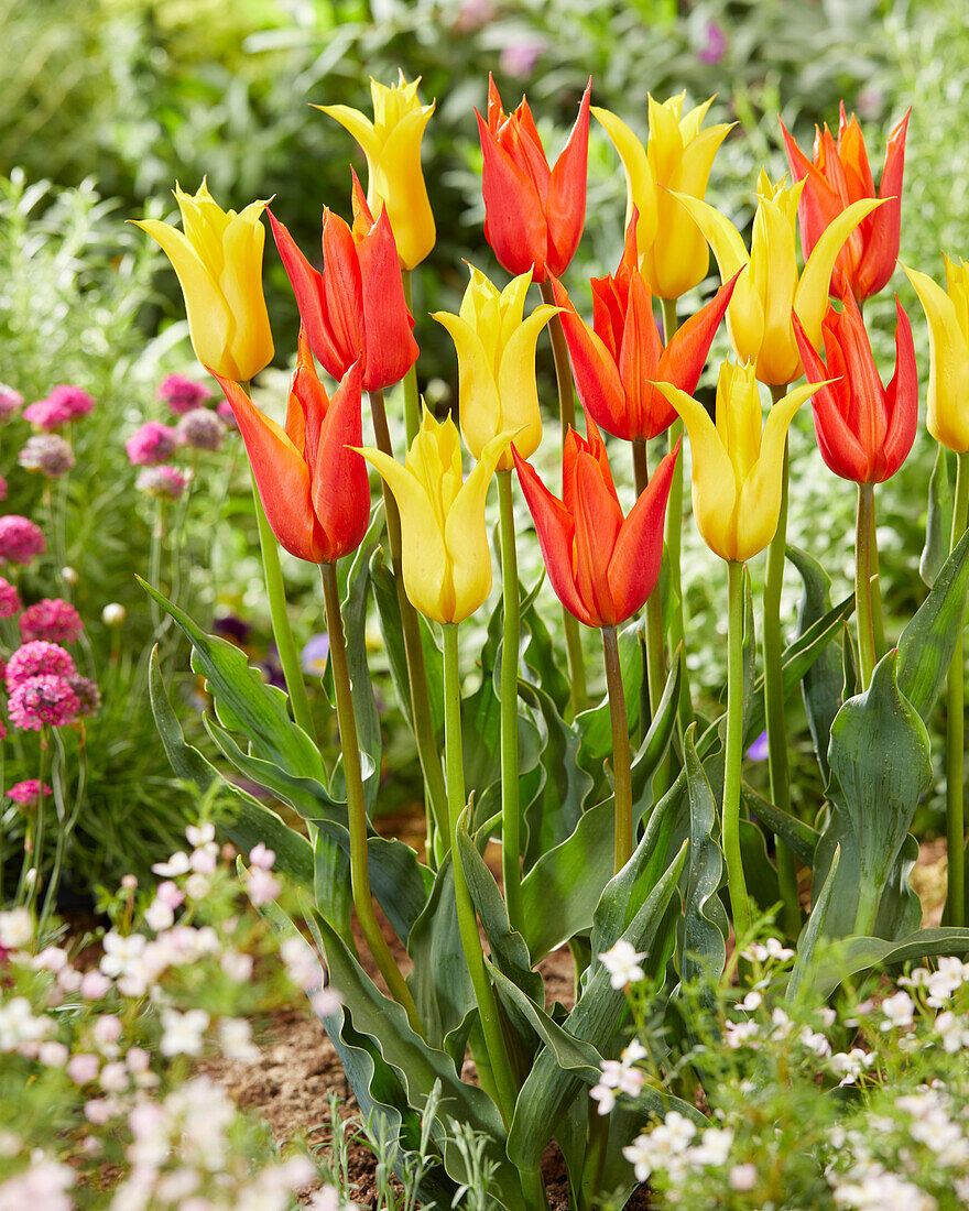 Tulpe (Tulipa) 'Ballerina', 'Moonshine'