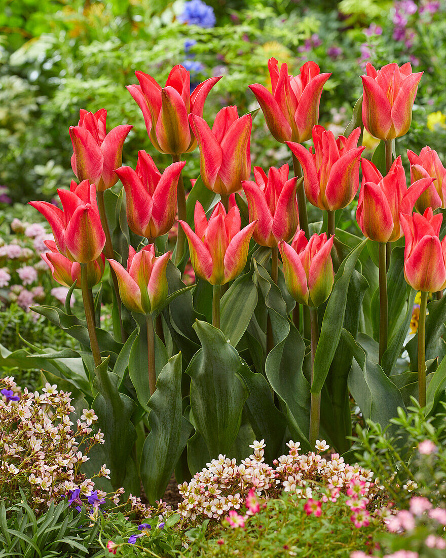 Tulpe (Tulipa) 'Nikki'