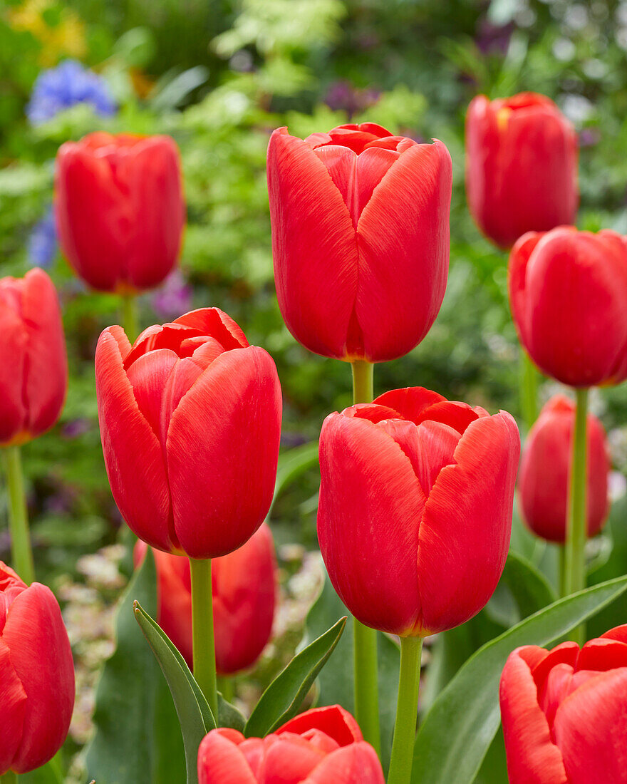 Tulpe (Tulipa) 'Kay'