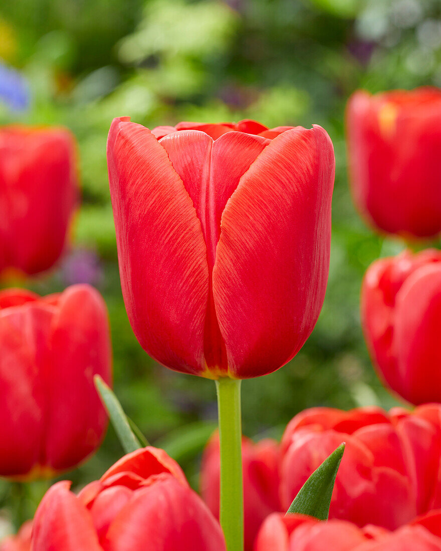 Tulpe (Tulipa) 'Kay'