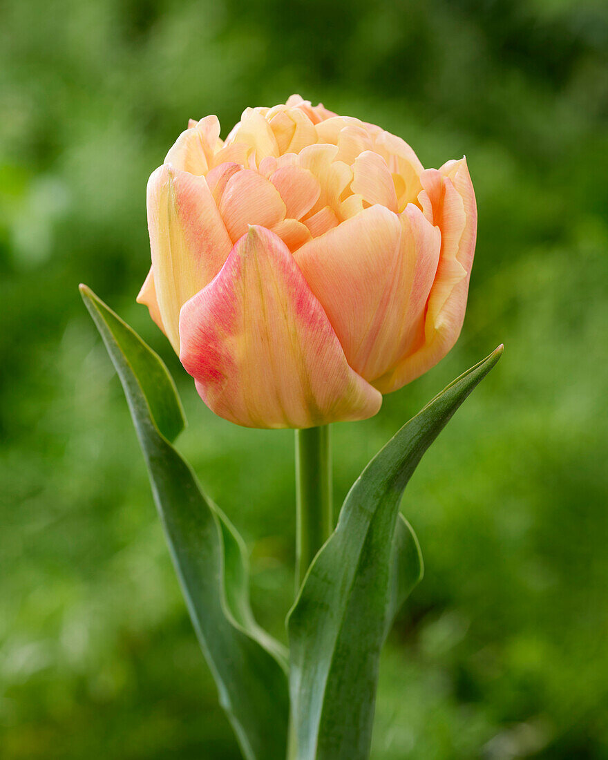Tulipa Pastel Double Symbiose