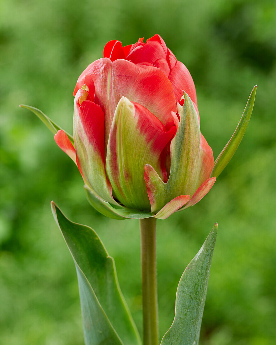 Tulipa Robono