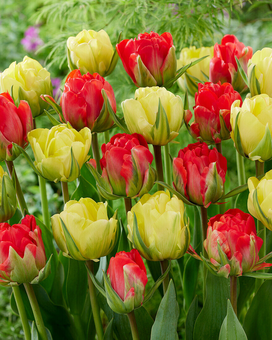 Tulpe (Tulipa) 'Robono', 'Akebono'