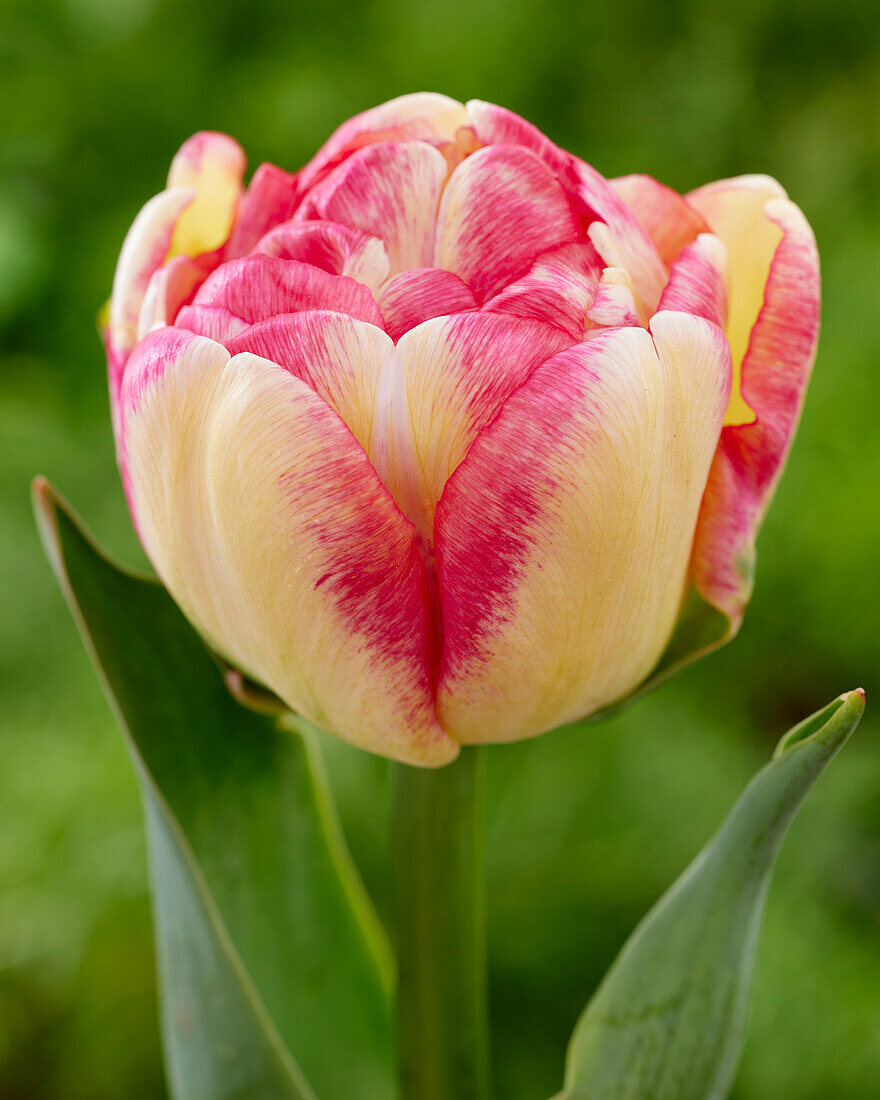 Tulipa Double Blizz