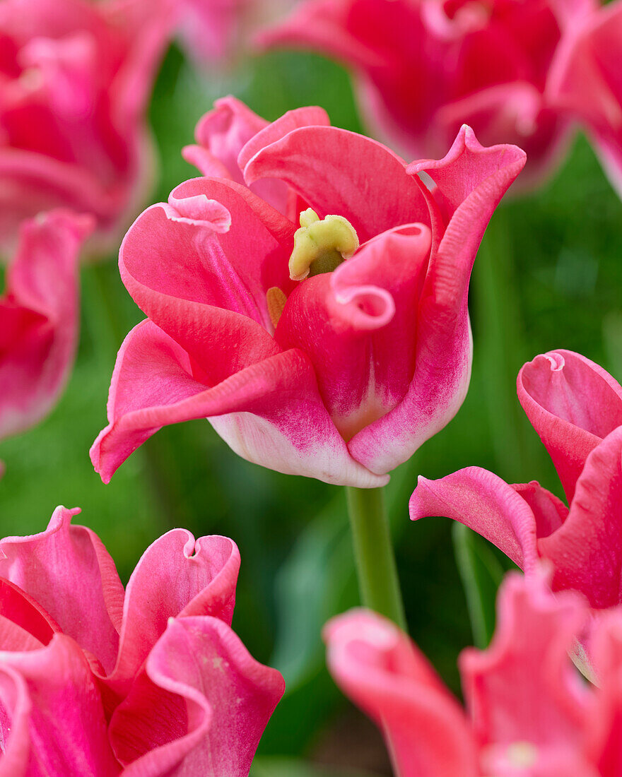 Tulipa Crown of Dynasty