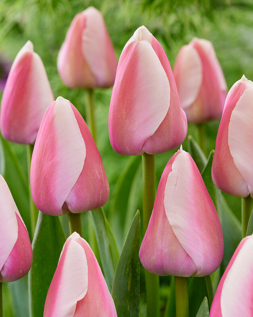 Tulpe (Tulipa) 'Royal Pride'