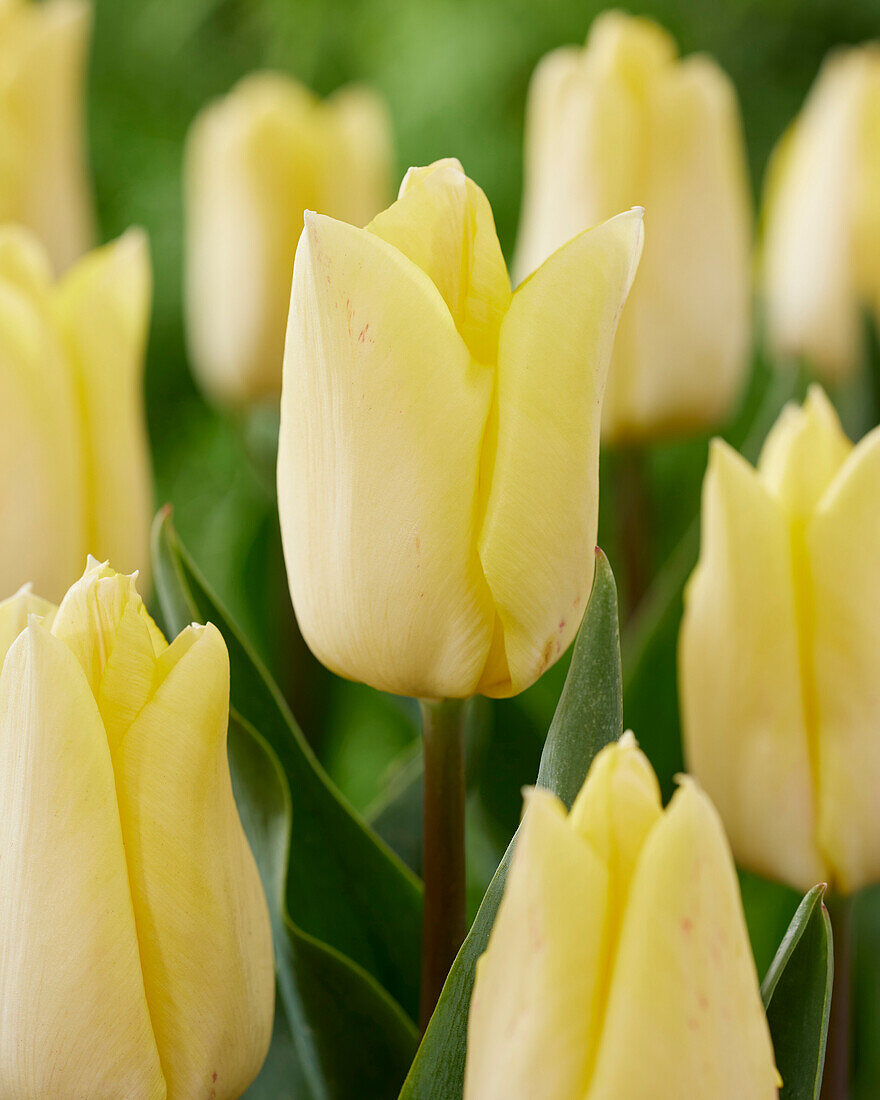 Tulpe (Tulipa) 'Sunny Prince'