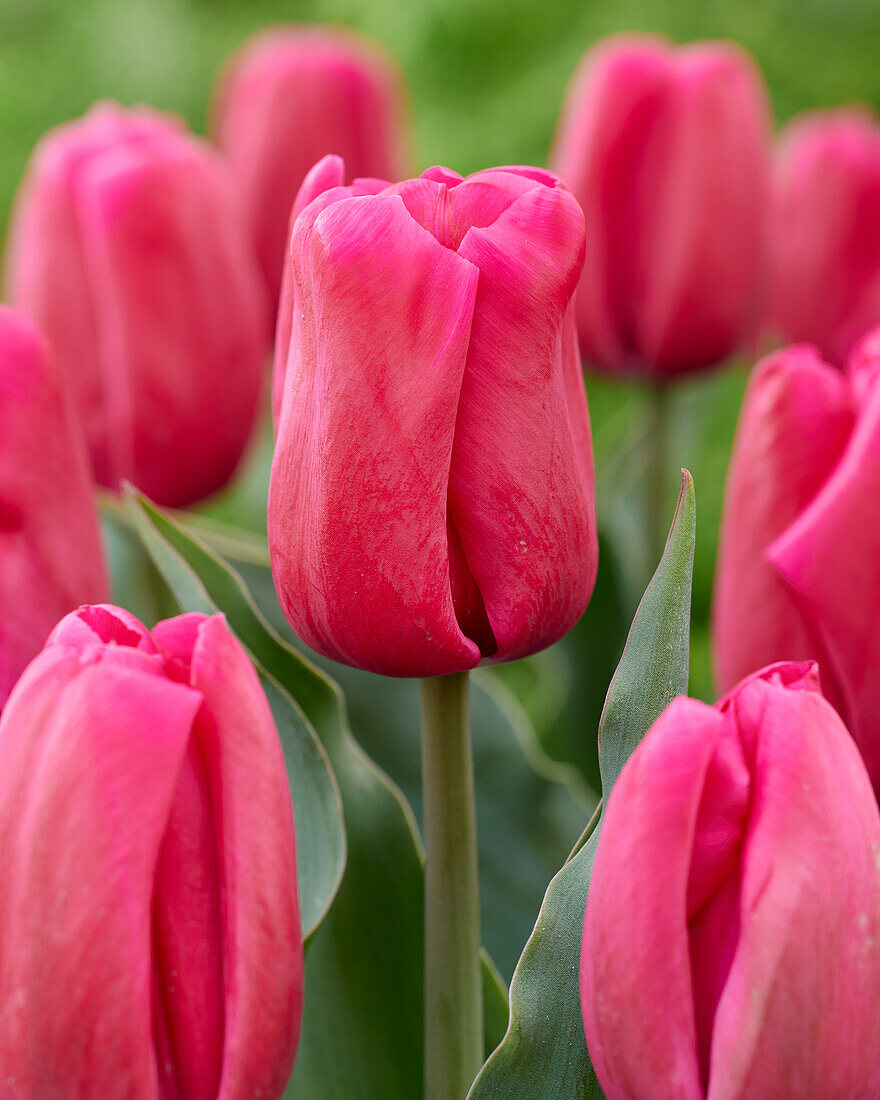 Tulipa Red Hot Rose