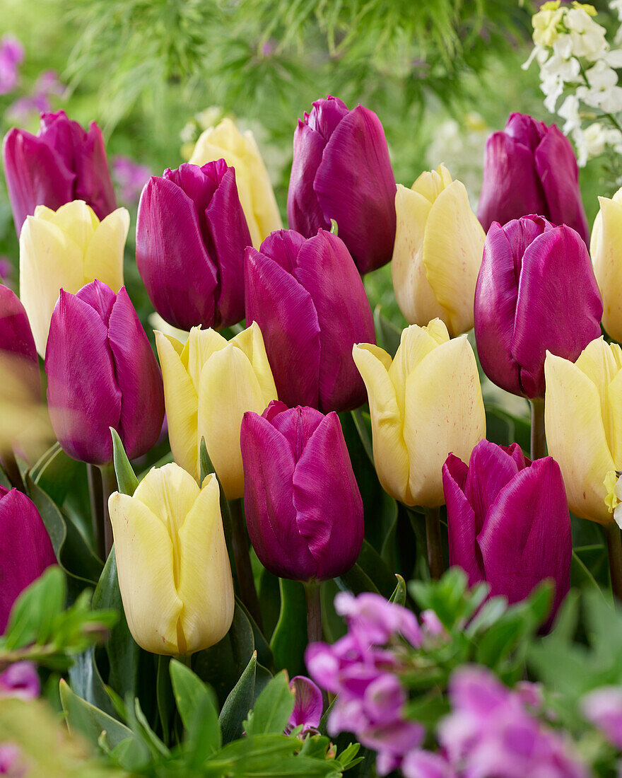 Tulipa Sunny Prince,Purple Prince