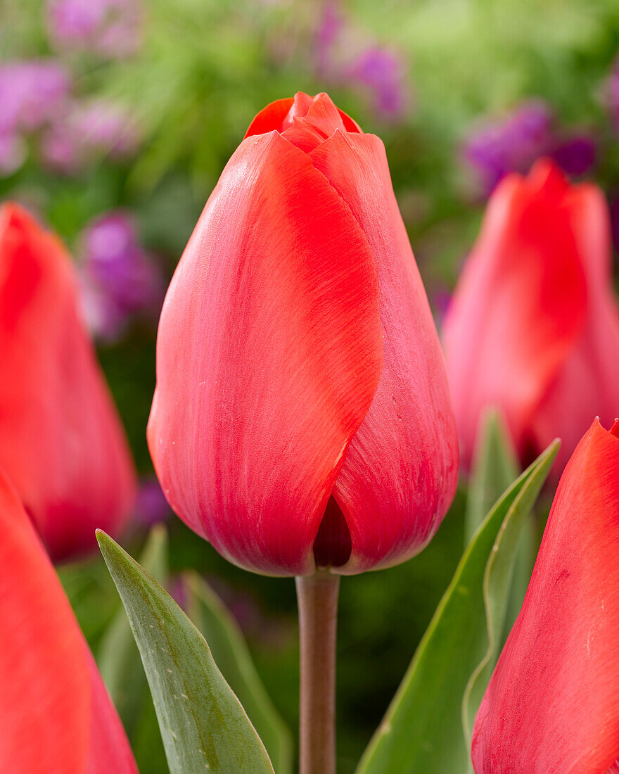 Tulpe (Tulipa) 'Red Soldier'