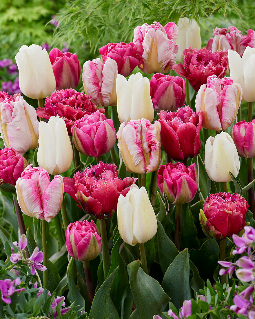 Tulipa Pink and White mix