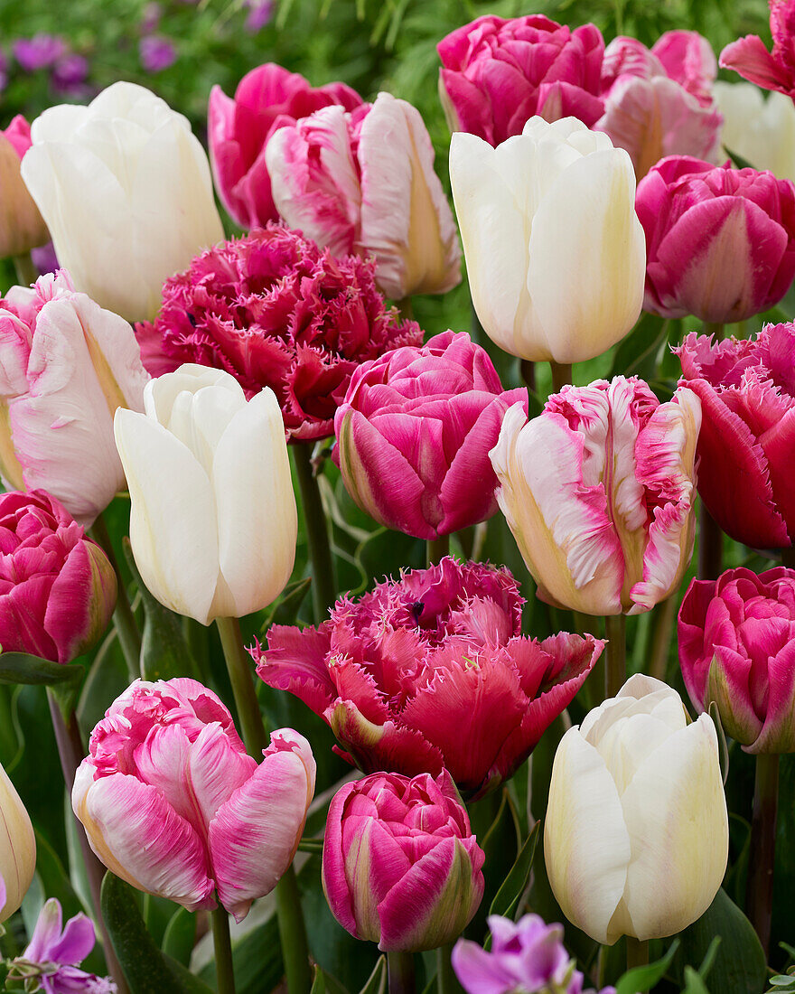 Tulipa Pink and White mix