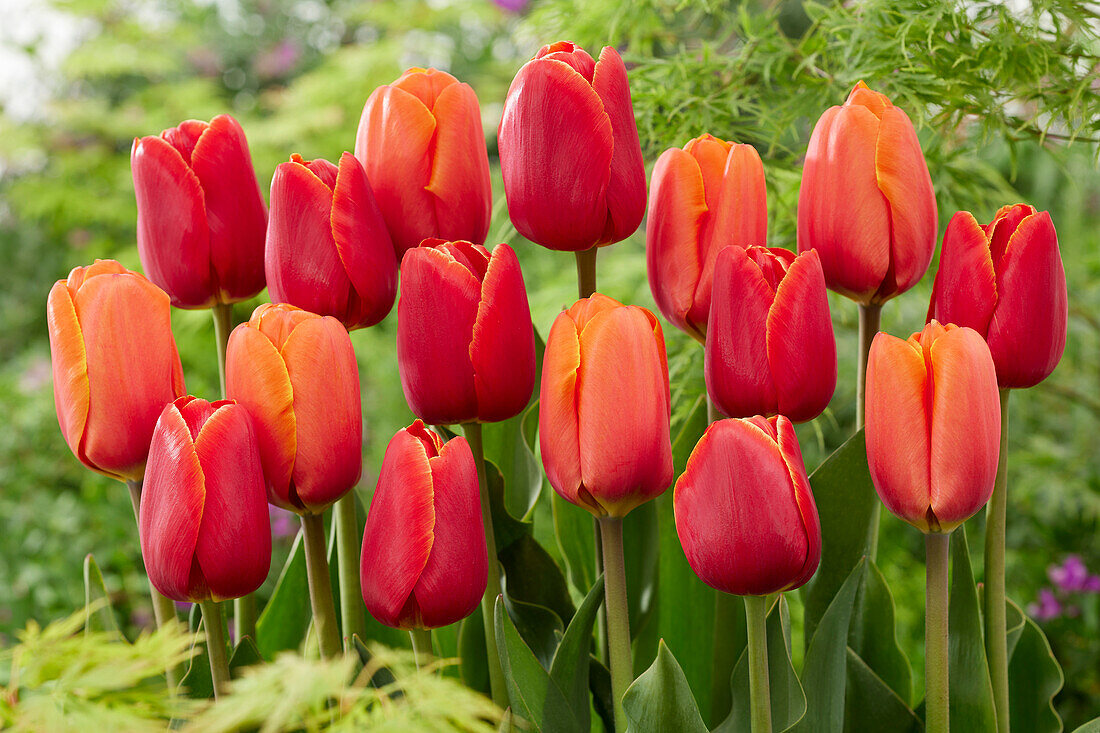 Tulpe (Tulipa) 'Triple A', 'Verandi'