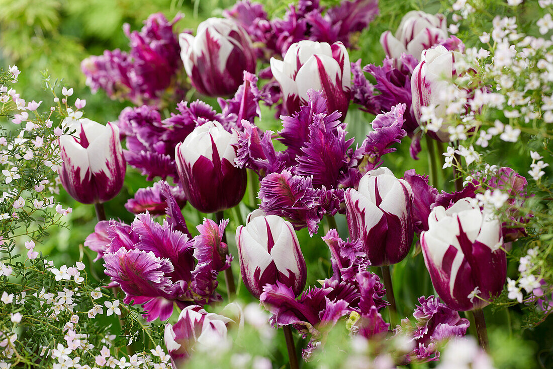 Tulpe (Tulipa) 'Mysterious Parrot', 'Rems Favourite'