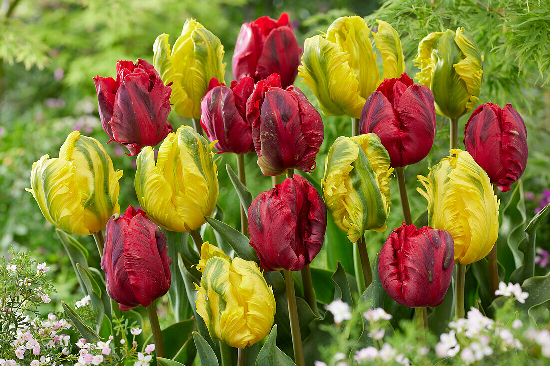 Tulpe (Tulipa) 'Shining Parrot', 'Jan van Nes Parrot'