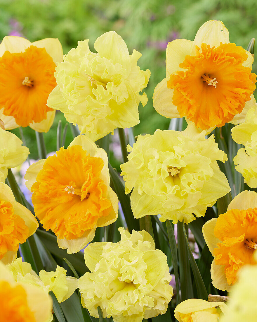 Narcissus Flyer,Bright Corsage