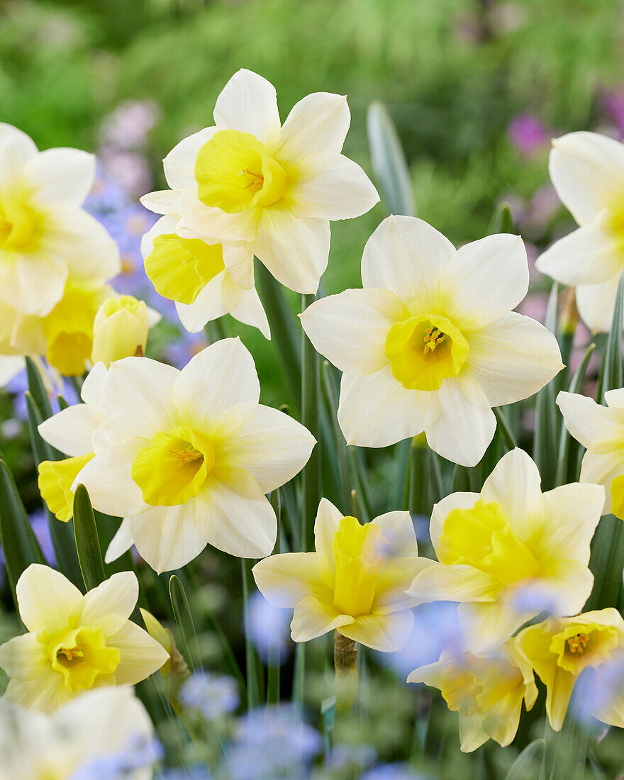 Narcissus Golden Echo