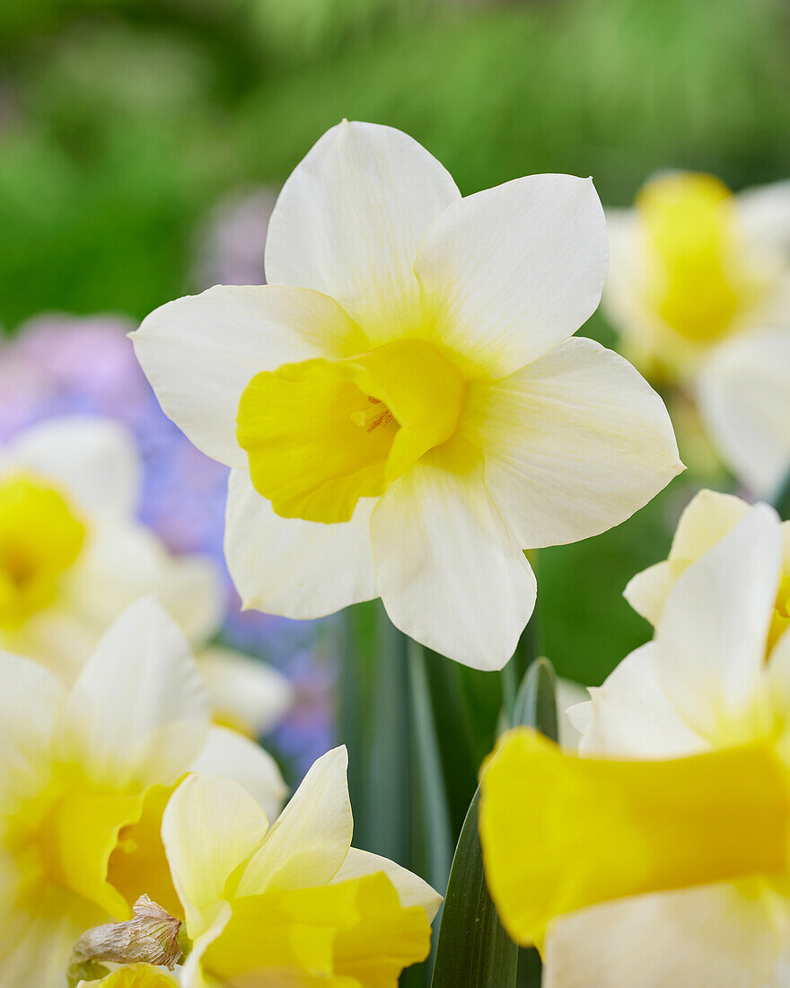 Narcissus Golden Echo