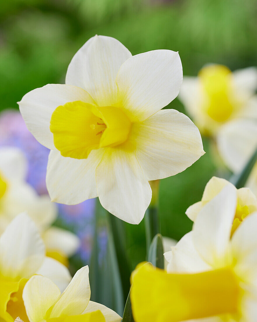 Narcissus Golden Echo