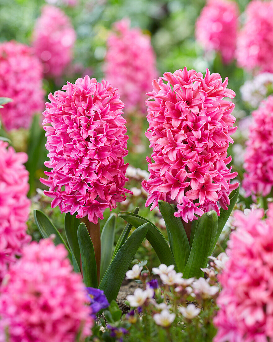 Hyacinthus Sweetheart