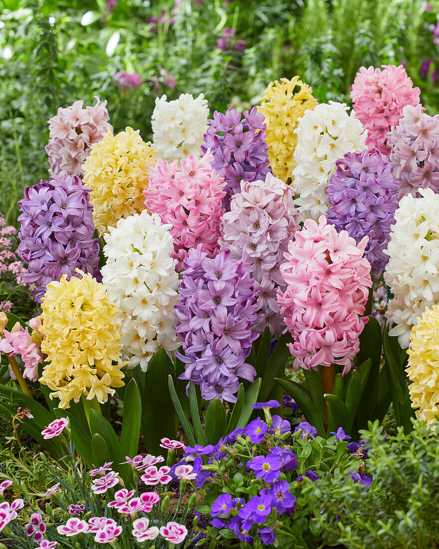 Hyacinthus Pastel mix