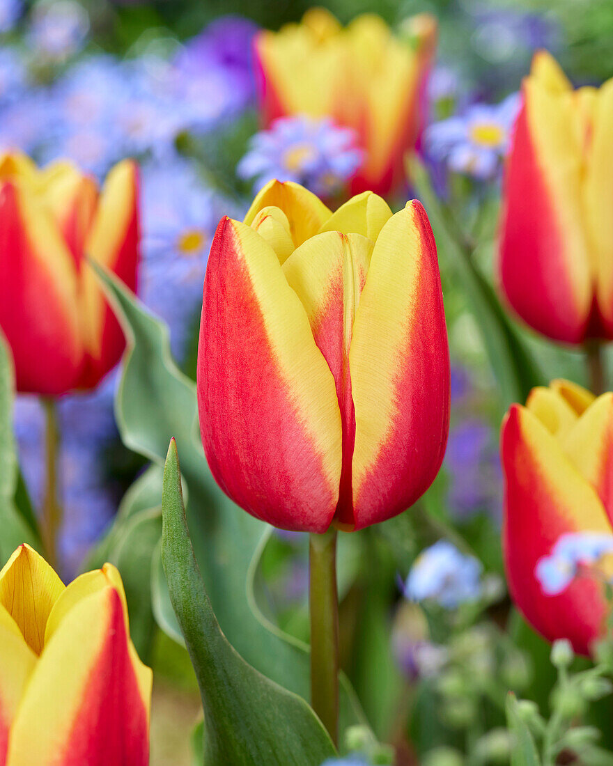 Tulipa Jan Seignette