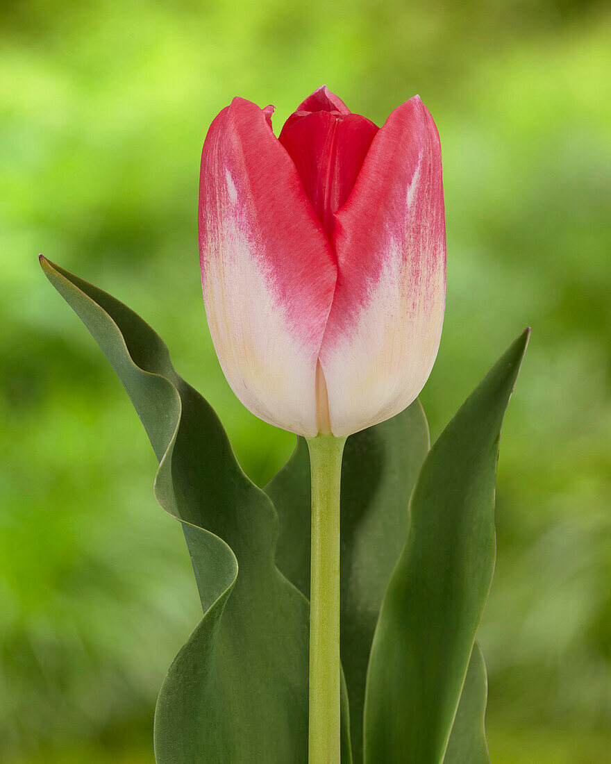 Tulipa WDS E31