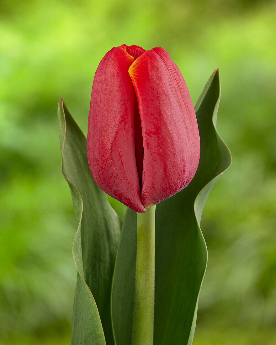 Tulpe (Tulipa) 'Kseni Ksenija'