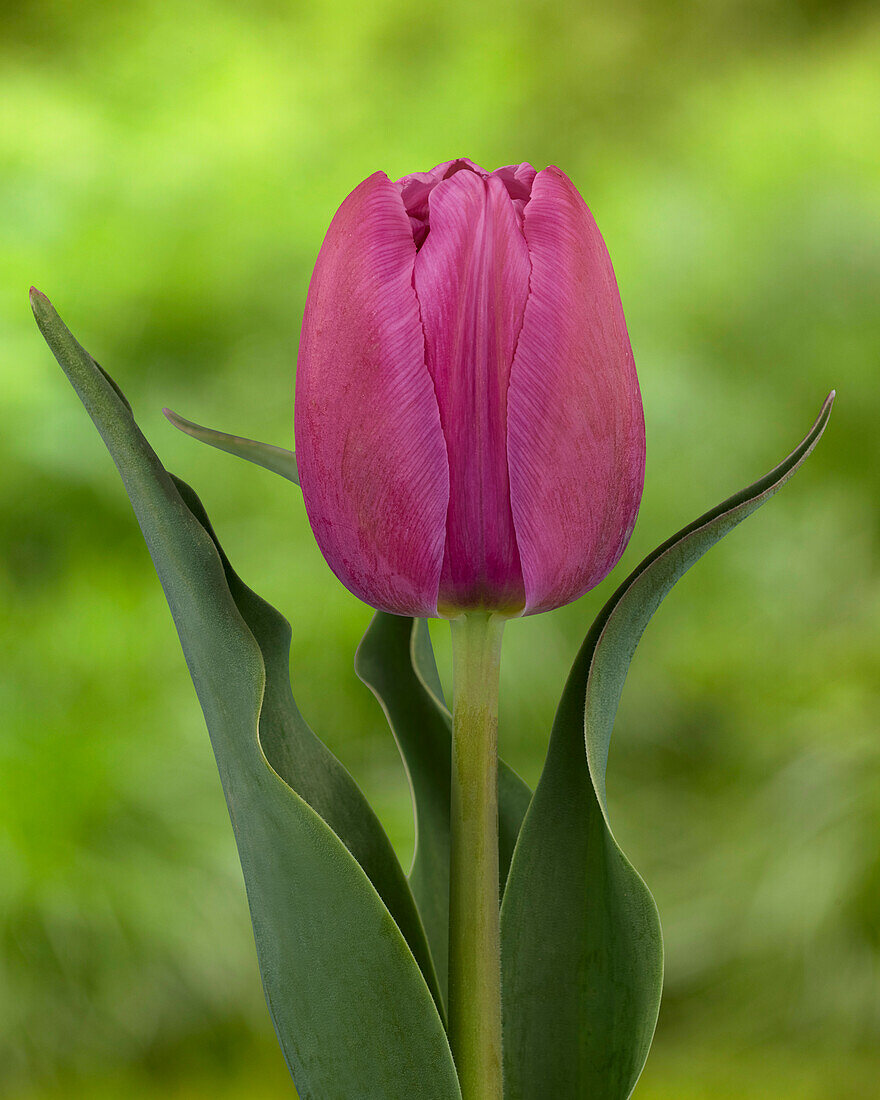 Tulpe (Tulipa) 'Supri Candy'