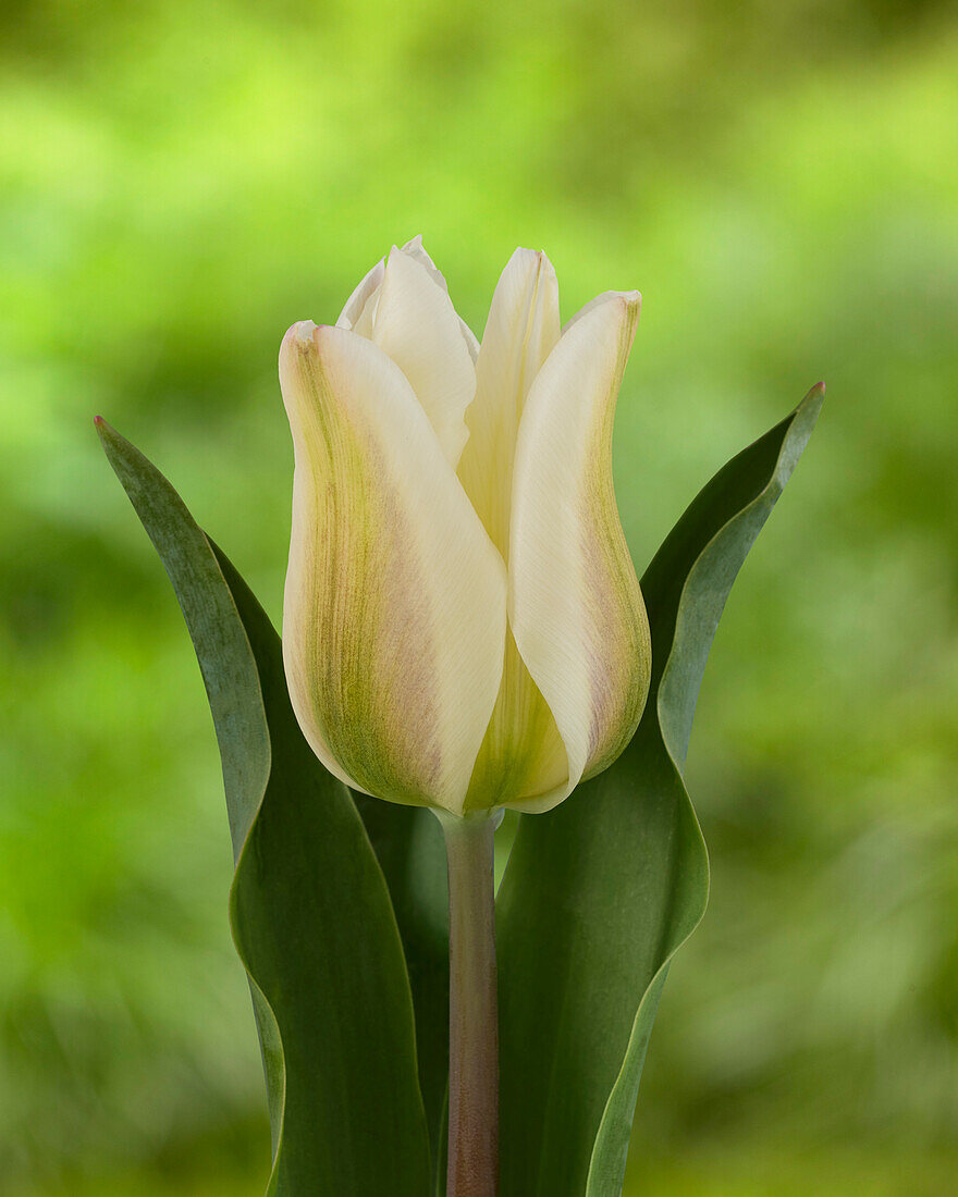 Tulipa Christmas Viriwhite