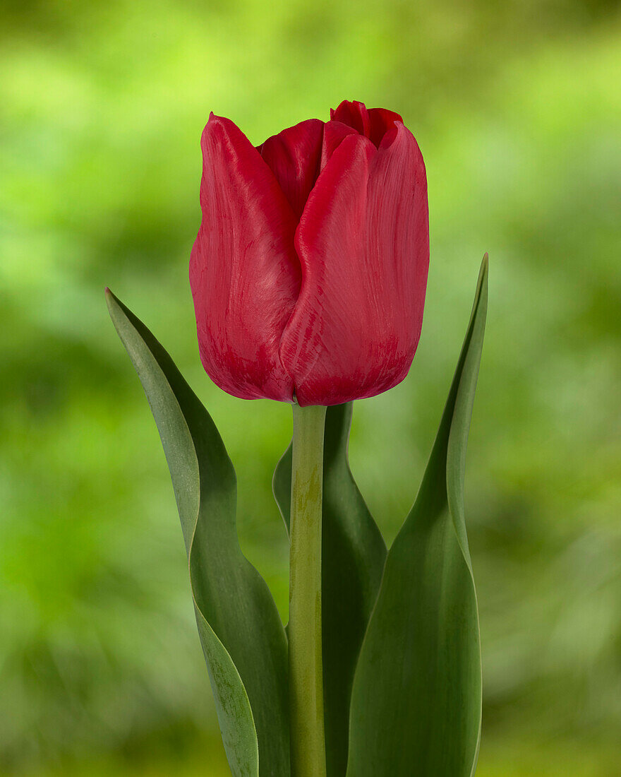 Tulpe (Tulipa) 'Ile d'Orange'