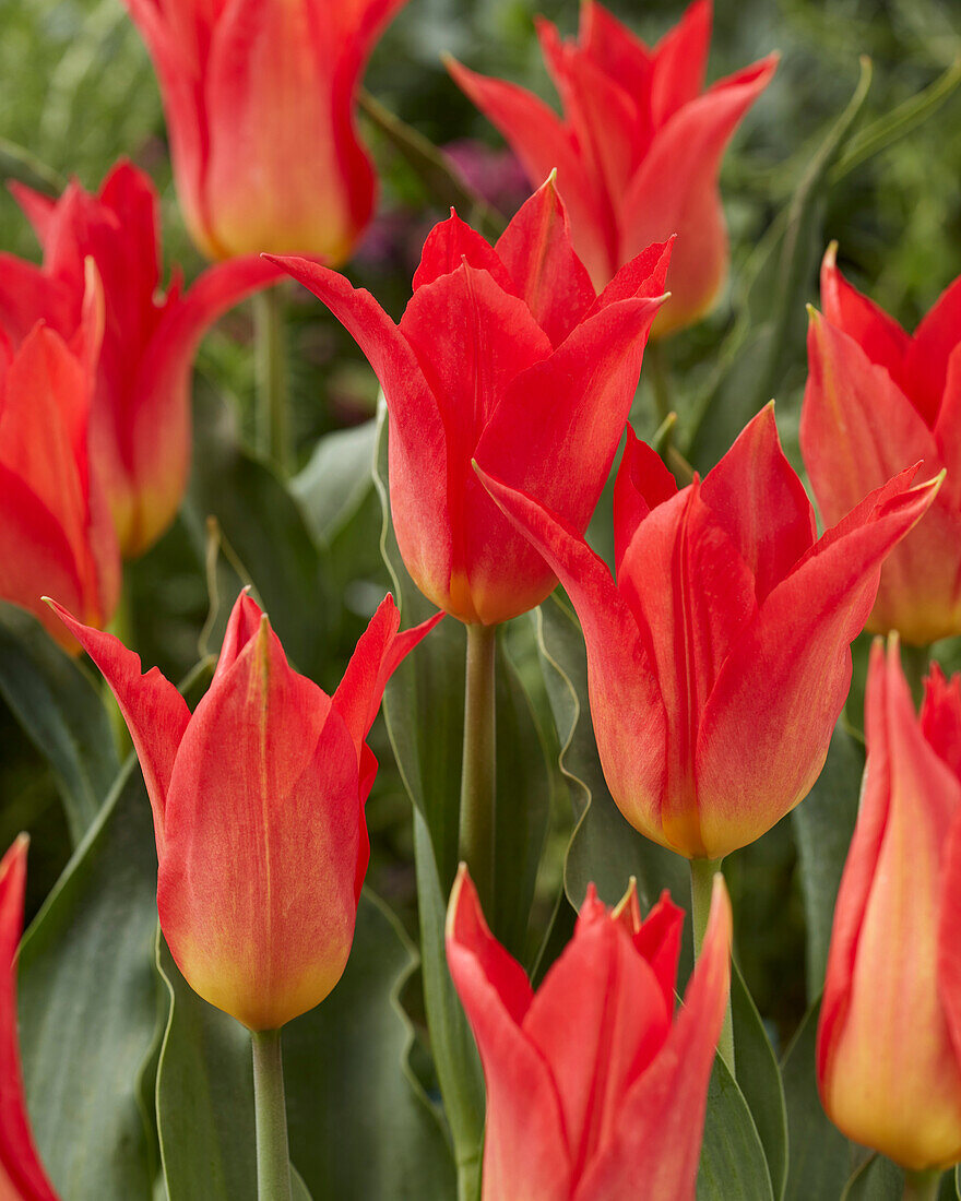 Tulpe (Tulipa) 'Royal Gift'