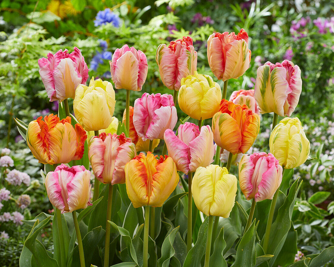 Tulipa Parrot mix