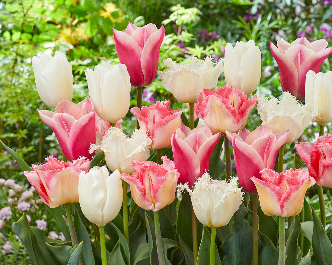 Tulpe (Tulipa) Pink und Weiß, Mischung