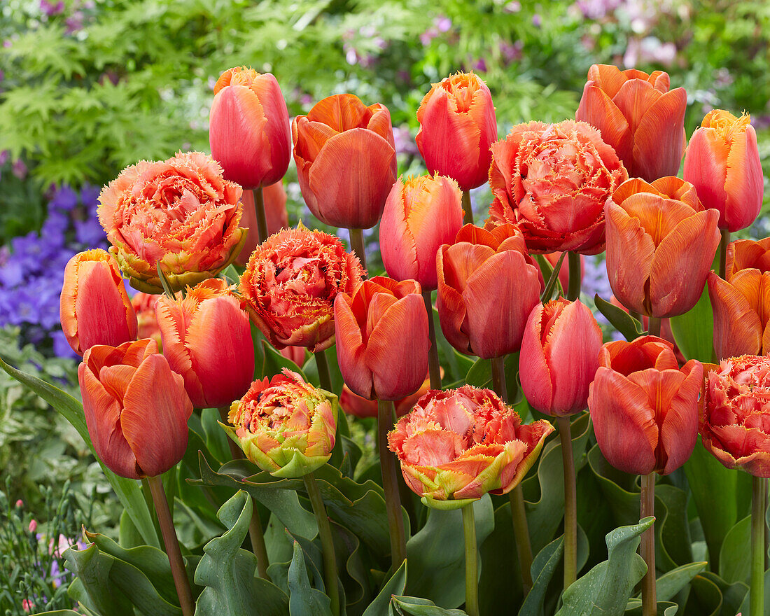 Tulpe (Tulipa) 'Orangefarben', Mischung