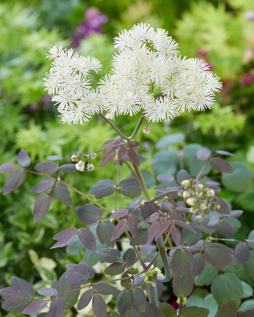 Thalictrum petaloideum Ghent Ebony