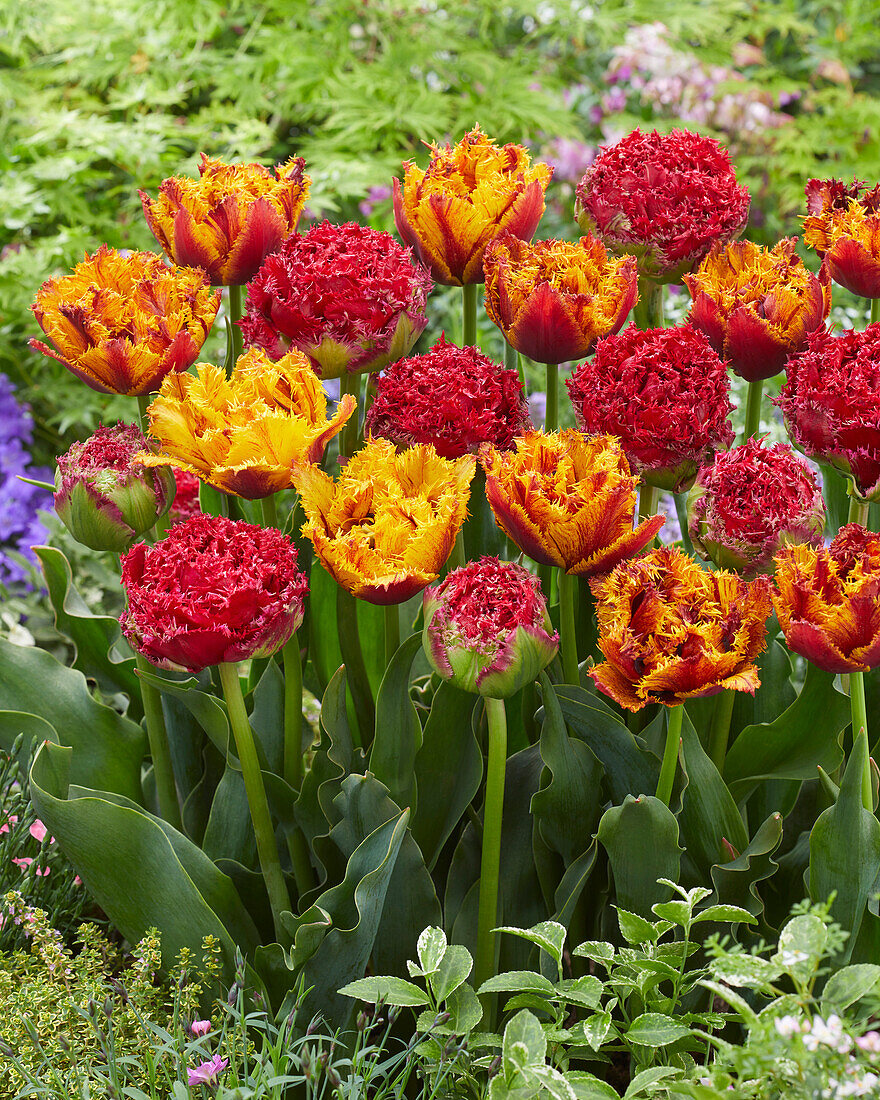 Tulipa Bastia,Qatar