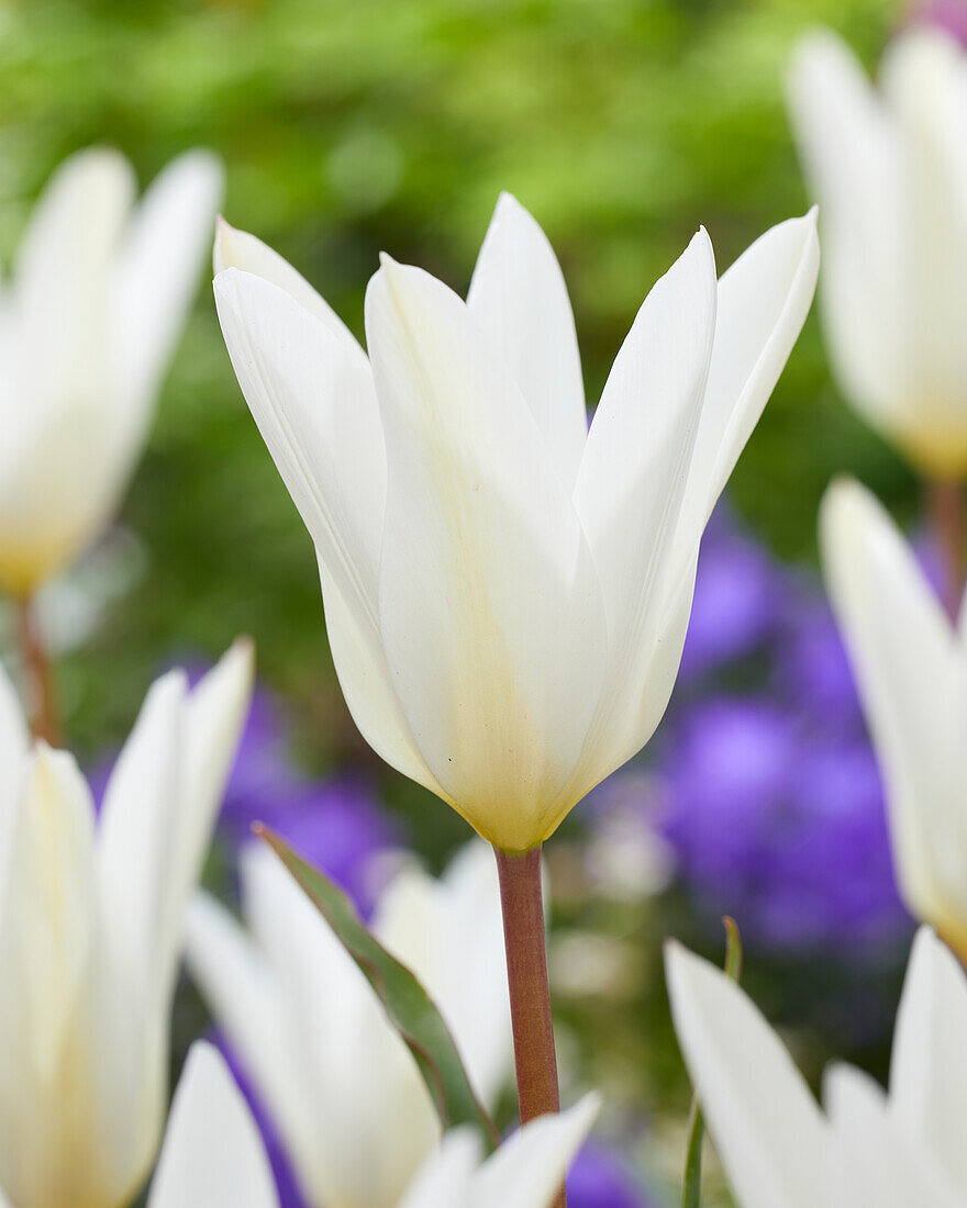 Tulipa Sylvia