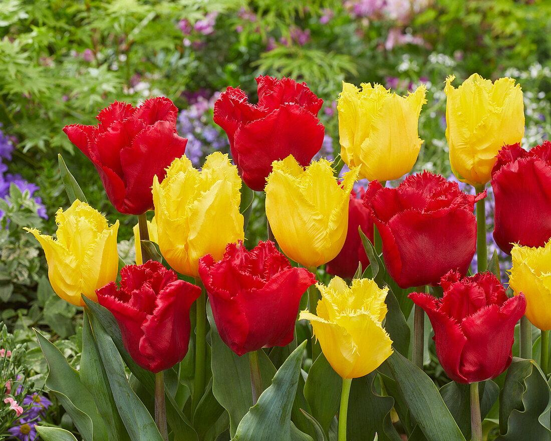 Tulipa Tweety,Makarska