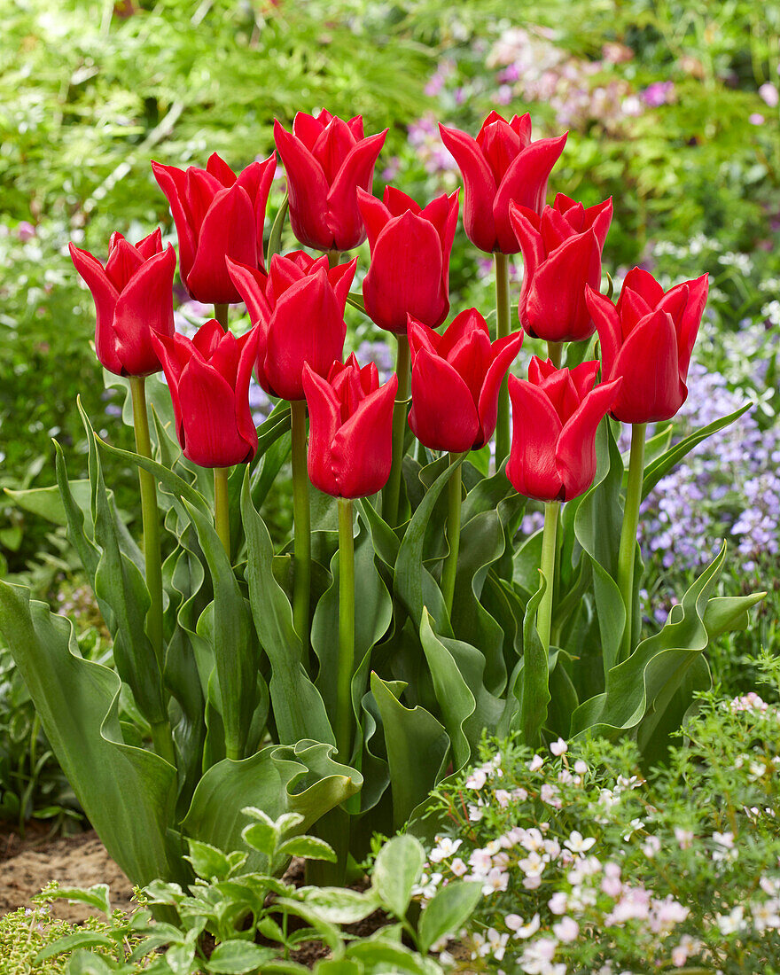 Tulpe (Tulipa) 'Invitation'