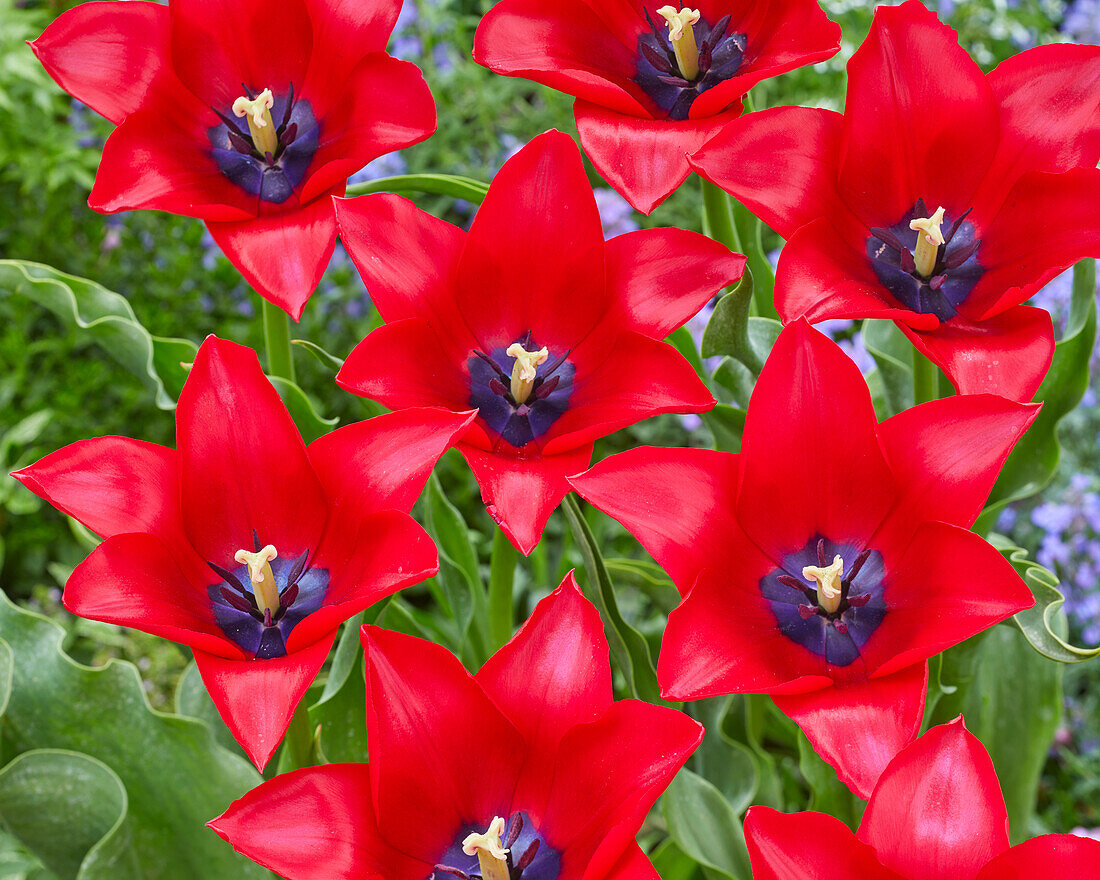 Tulpe (Tulipa) 'Invitation'