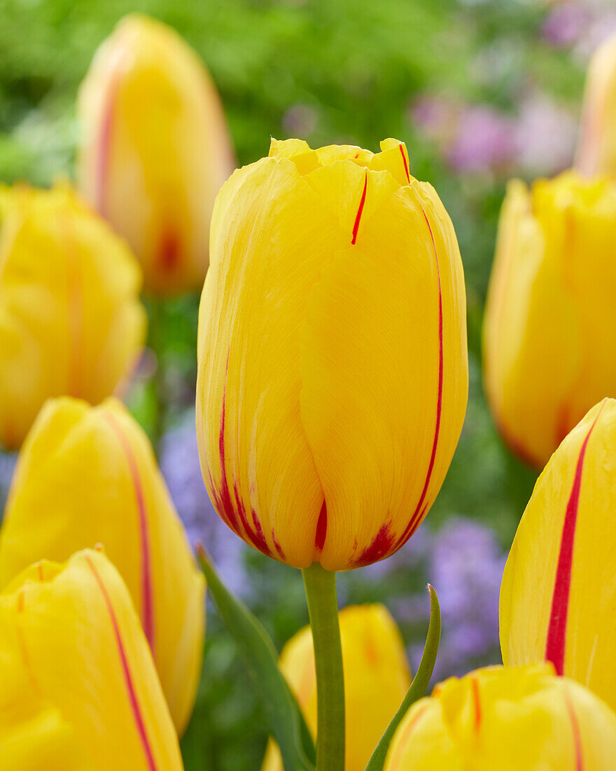 Tulpe (Tulipa) 'La Courtine'